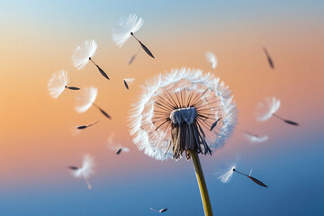 Fototapeta premium A dandelion blowing in the wind against a blue sky.