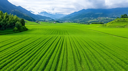 Lush green agricultural field stretches towards majestic mountains under a partly cloudy sky