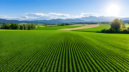 Naklejka premium Lush green field with parallel rows, leading to distant mountains under a vibrant blue sky