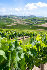 Lush vineyard on rolling hills under a bright sky