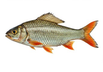 Fototapeta premium fish on a white background