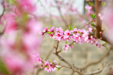 Obraz premium In full bloom in the peach blossom