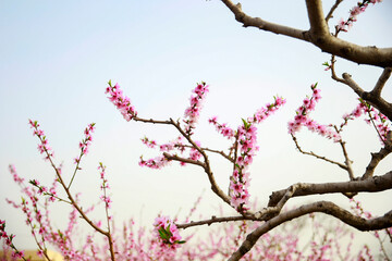 In full bloom in the peach blossom