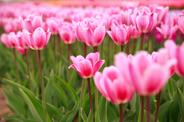Fototapeta premium Spring blooming tulip field. Flowers tulips, Spring floral background.