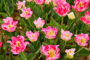 Spring blooming tulip field. Flowers tulips,  Spring floral background.