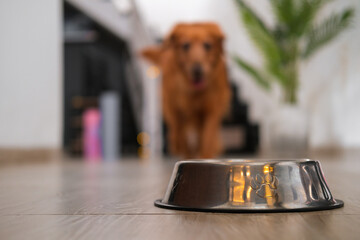 In the foreground on the kitchen floor there is a metal bowl with dry food in it, in the background there is a golden retriever dog waiting to be fed. Obedience and training of dogs. Pet shop banner.