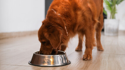 Banner of a Golden Retriever dog eating dry food from an iron bowl in the kitchen. Proper and...