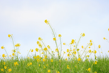 黄色い菜の花と緑の草、薄曇りの空