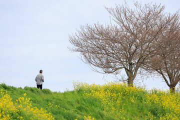 Obraz premium 菜の花の咲く道をジョギングする人