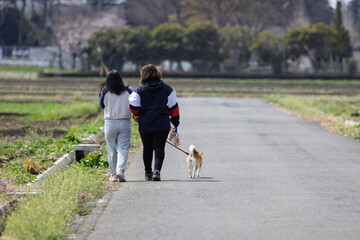 畑の中の道で犬と散歩する母親と娘