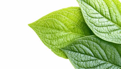 Obraz premium Vibrant green leaves isolated on white background