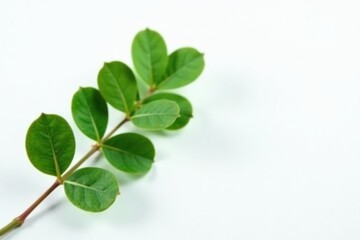 Freshly picked stem of eucalyptus on white background, herbal, leaves, nature
