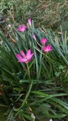 Fototapeta premium In the cool morning, when the dew still hung on the tips of the lily petals, a small beetle with shiny wings slowly circled the crown. The gentle glow of the sun