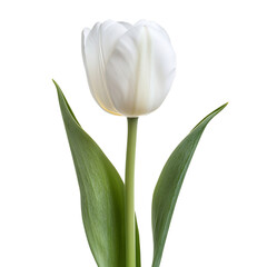 Fototapeta premium A Lovely Tulip with Smooth Slender Petals Isolated on Transparent Background