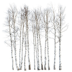 A Group of Tall Thin Birch Trees with Bark and Snow Isolated on Transparent Background