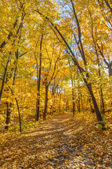 Beautiful autumn colors in Minnesota on a warm fall day in the greater Minneapolis area in local urban park system with beautiful trails for walking and fitness