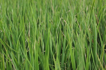 Obraz premium Close-Up of Vibrant Green Rice Plants in a Paddy Field
