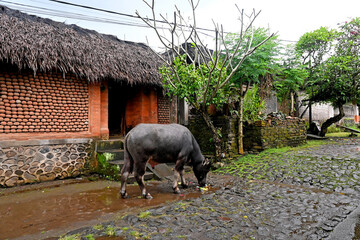 Traditional Balinese village of Tenganan in Karangasem regency of Bali Indonesia