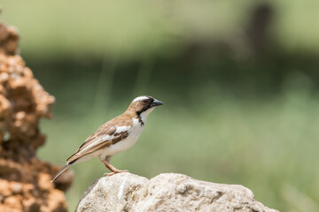 Close up view of White-browed sparrow weaver perched