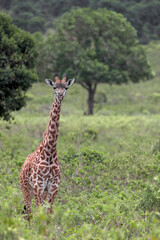 Single Giraffe at Arusha National Park in Tanzania