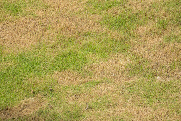 Green grass and damage dry grass texture background