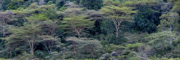 Panoramic view of lush green trees in Arusha national park, Tanzania.