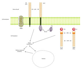 Schematic diagram of the structure and cell location of the six types of R-coded receptor proteins