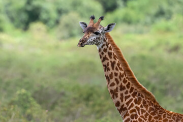 Tall Giraffe in Arusha National park, Tanzania.