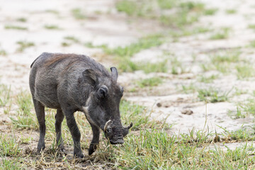 A single Warthog in Tarangire National park, Tanzania