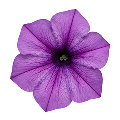 A purple petunia standing alone on a white surface.