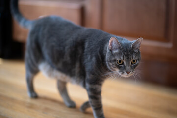 A beautiful cat walks through the kitchen and looks at you.