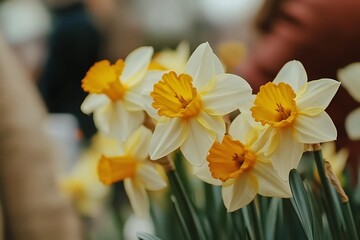 Obraz premium Bunch of Daffodils Blooms Featuring White Petals and Yellow Centers in a Garden