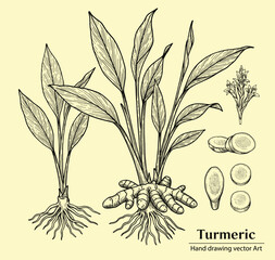 Turmeric Hand drawing vector