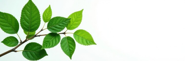 Fototapeta premium Leafy branches with green leaves isolated on white background, botanical, leafy, plant