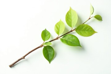 Fototapeta premium A single, long isolated branch on a plain white background with delicate leaf details, nature, simple