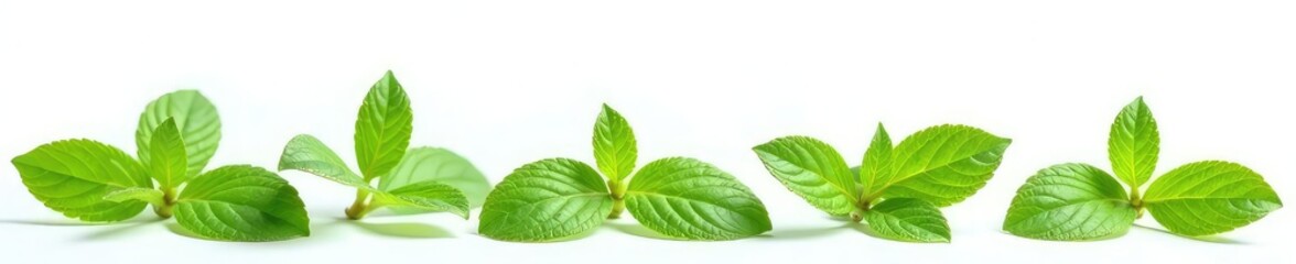 Fototapeta premium A small herb with leaves isolated on white background, isolated, foliage