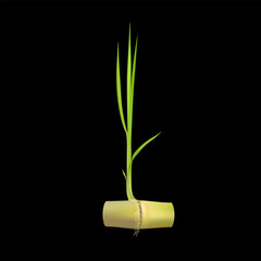 Green sugarcane seedling emerging from stem with roots isolated on black background. Plant growth in cultivation. Cash crops in the agricultural industry. Realistic 3D vector EPS10.
