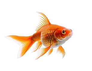 goldfish isolated on white background, on transparent background png