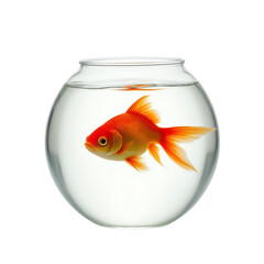 Goldfish in a clear bowl of water