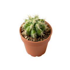 Cactus in a pot, white isolated background