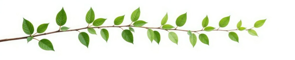 Obraz premium Long, thin branch with leaves isolated on white background, isolated, simplicity, foliage