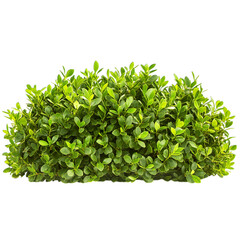 Obraz premium fresh green leaves isolated on transparent background png 