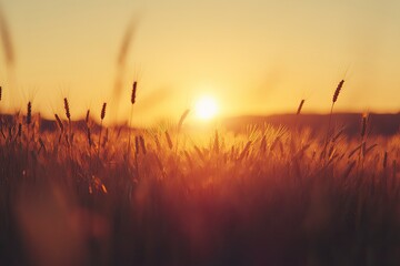 Wheat Field Glowing at Sunset Warm Light Over Golden Crop
