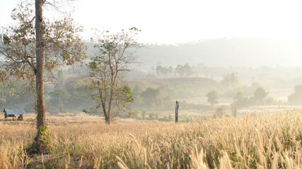 peaceful rural landscape captured in the early morning with golden grass swaying in the breeze and...