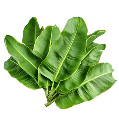 fresh green leaf lettuce isolated on transparent background png

