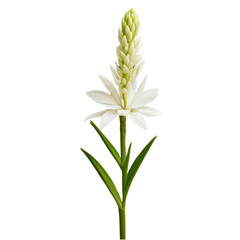 Fototapeta premium white flower isolated on white background
