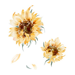 Watercolor sunflowers on white background