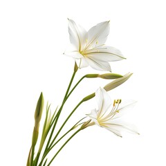 Fototapeta premium Zephyranthes Flower isolated on white background.close up.