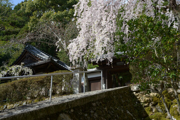 岩屋寺　山門の桜　京都市山科区