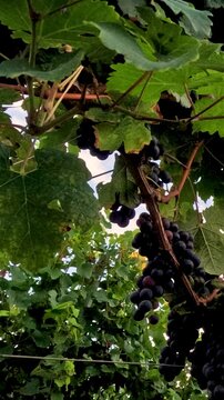Grapevines Under a Clear Sky
